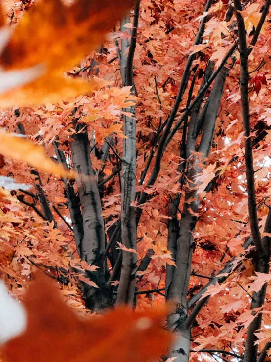 a tree with lots of orange leaves in the fall