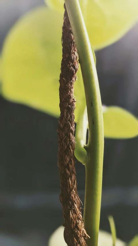 there is a flower with brown flowers hanging from the stem