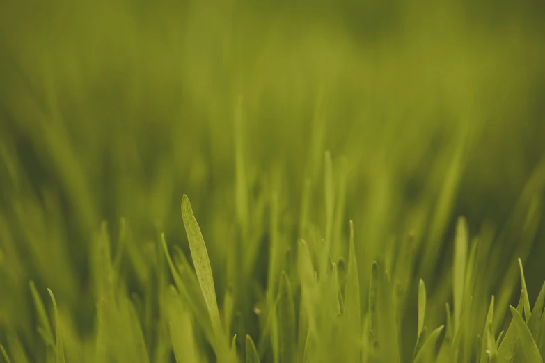 a green grass with a blurred background