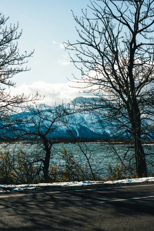 snow - covered trees with the sky in the background