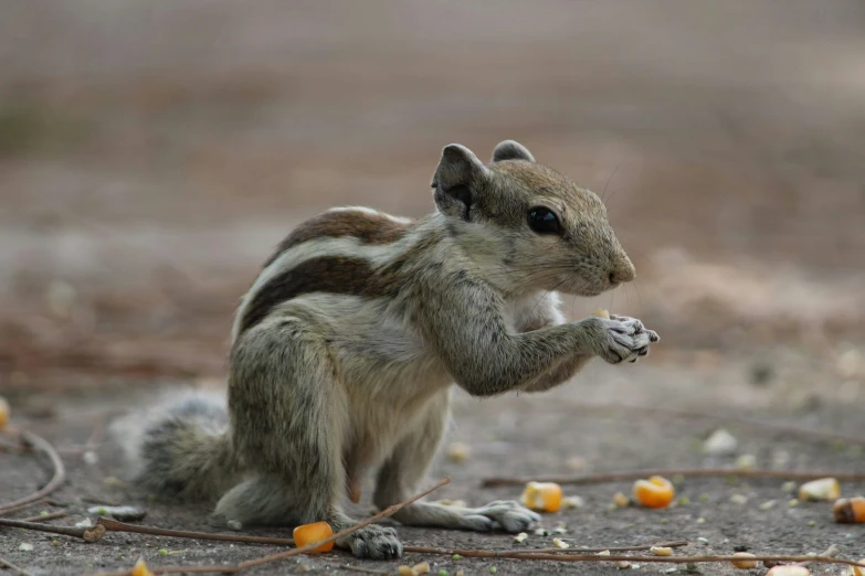 a little squirrel eating soing out of the ground