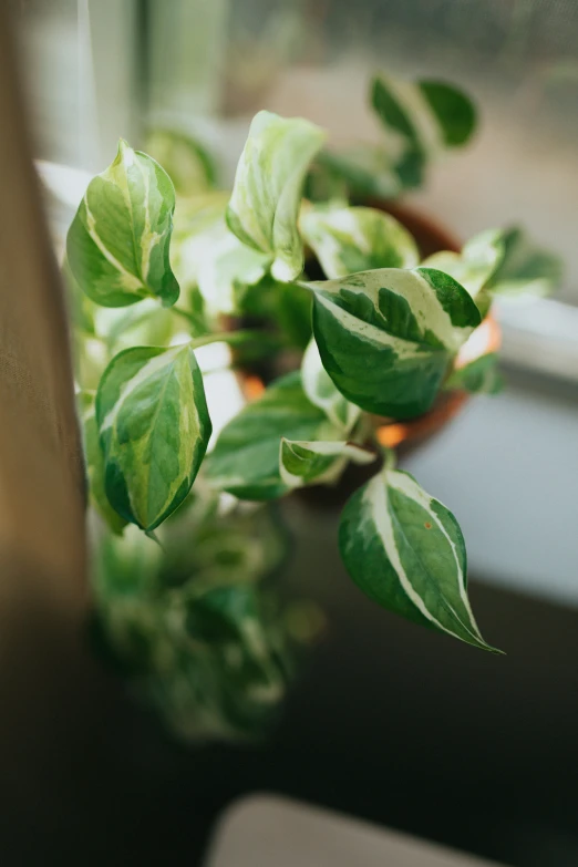 the plant is green and has long, thin leaves