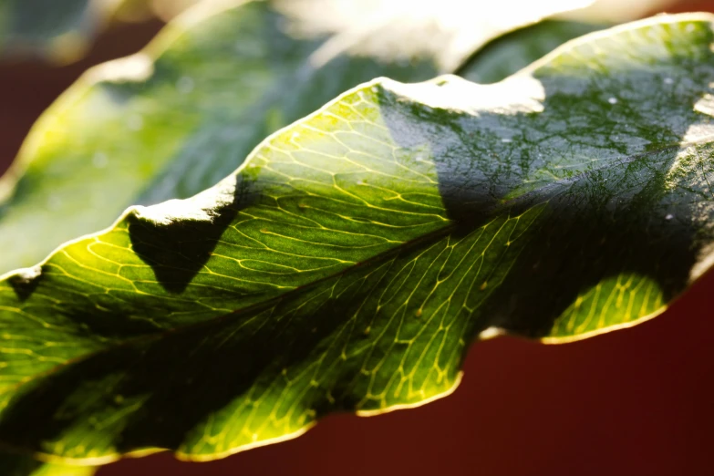 leaves that have been frosted have green leaves