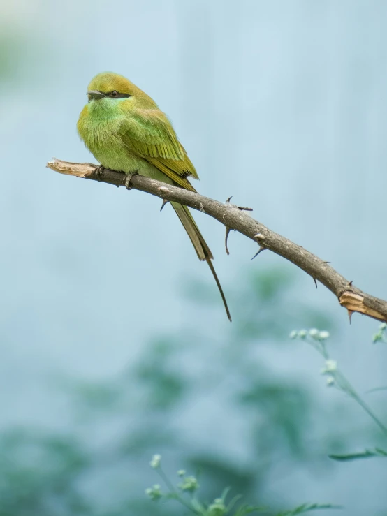 green bird sitting on nch with blurry background