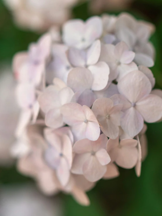 the flowers are blooming together and on the stems