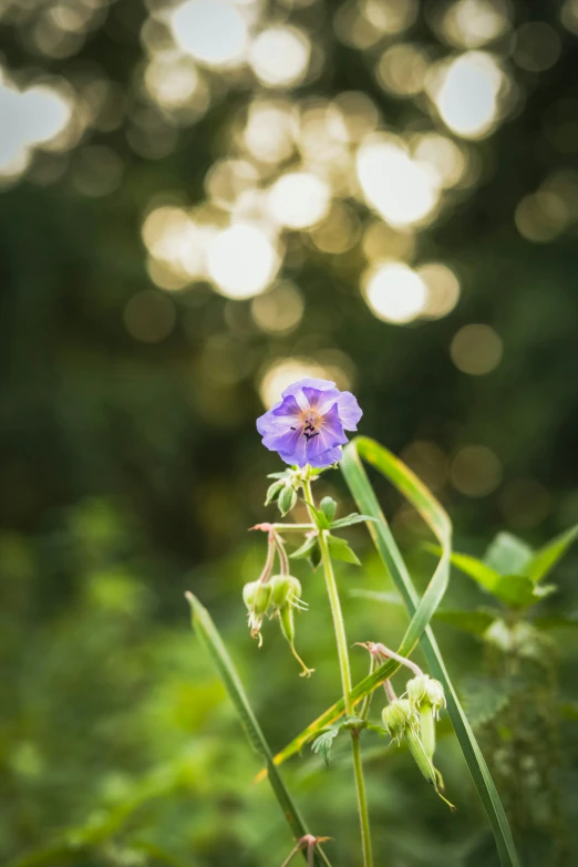 a blue flower is in front of the tree