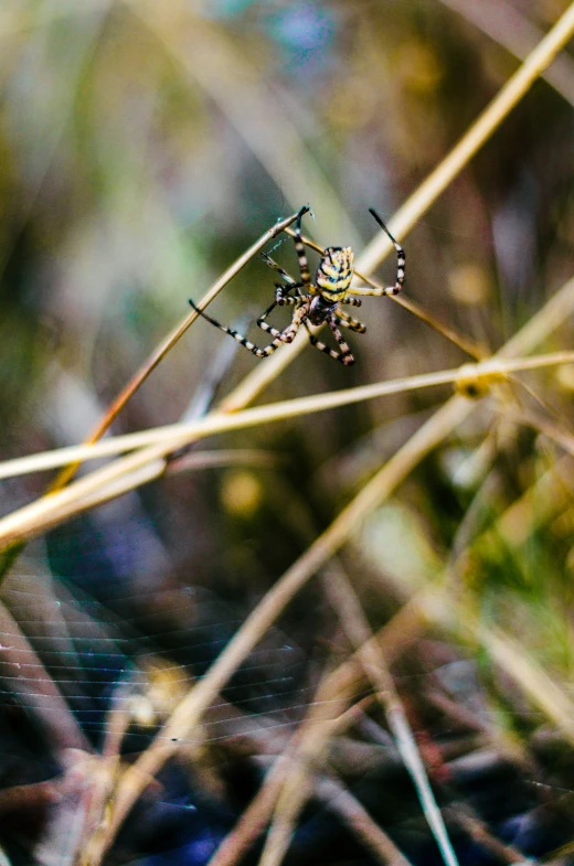 the spider on the grass has a black body and yellow antennae