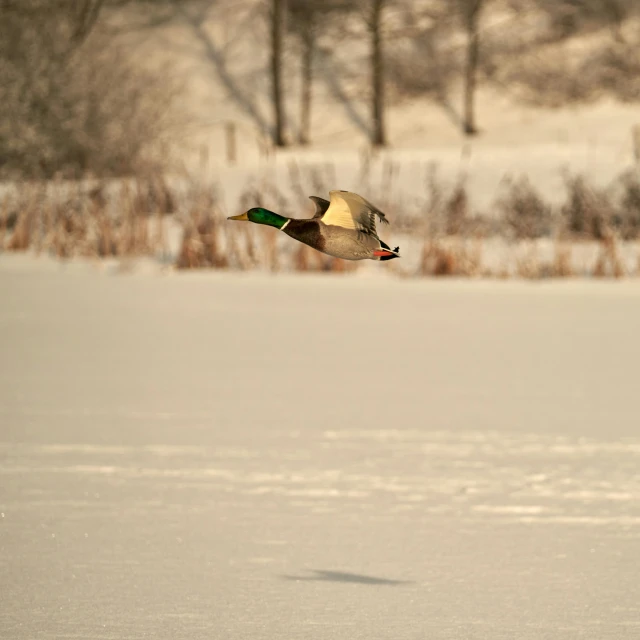 a bird flies over a snowy landscape with trees in the background