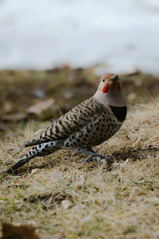 the bird has orange head and is standing alone on the ground