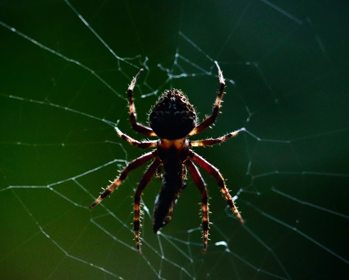 an image of a big spider that is in its web