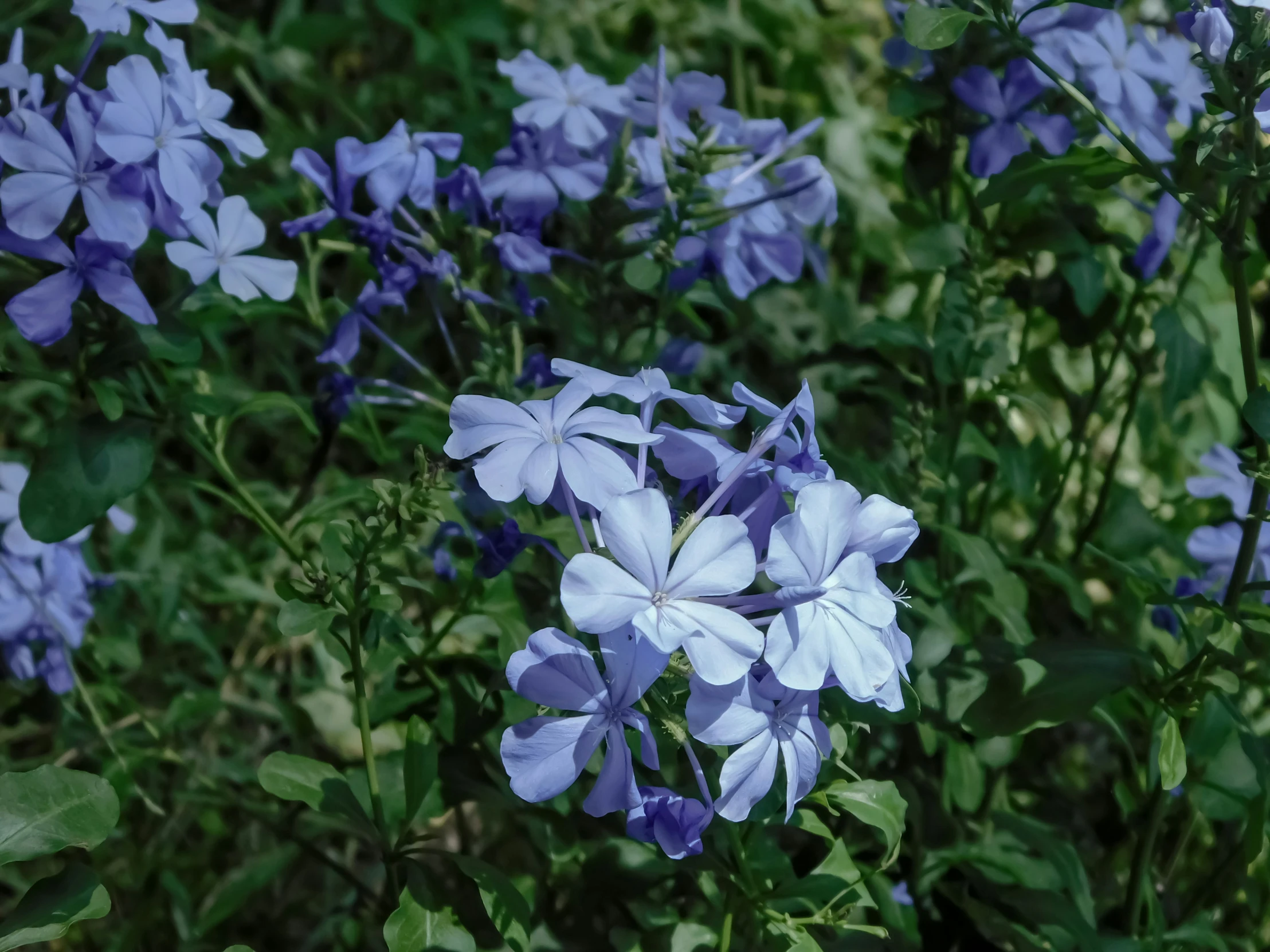 blue flowers are growing in a garden