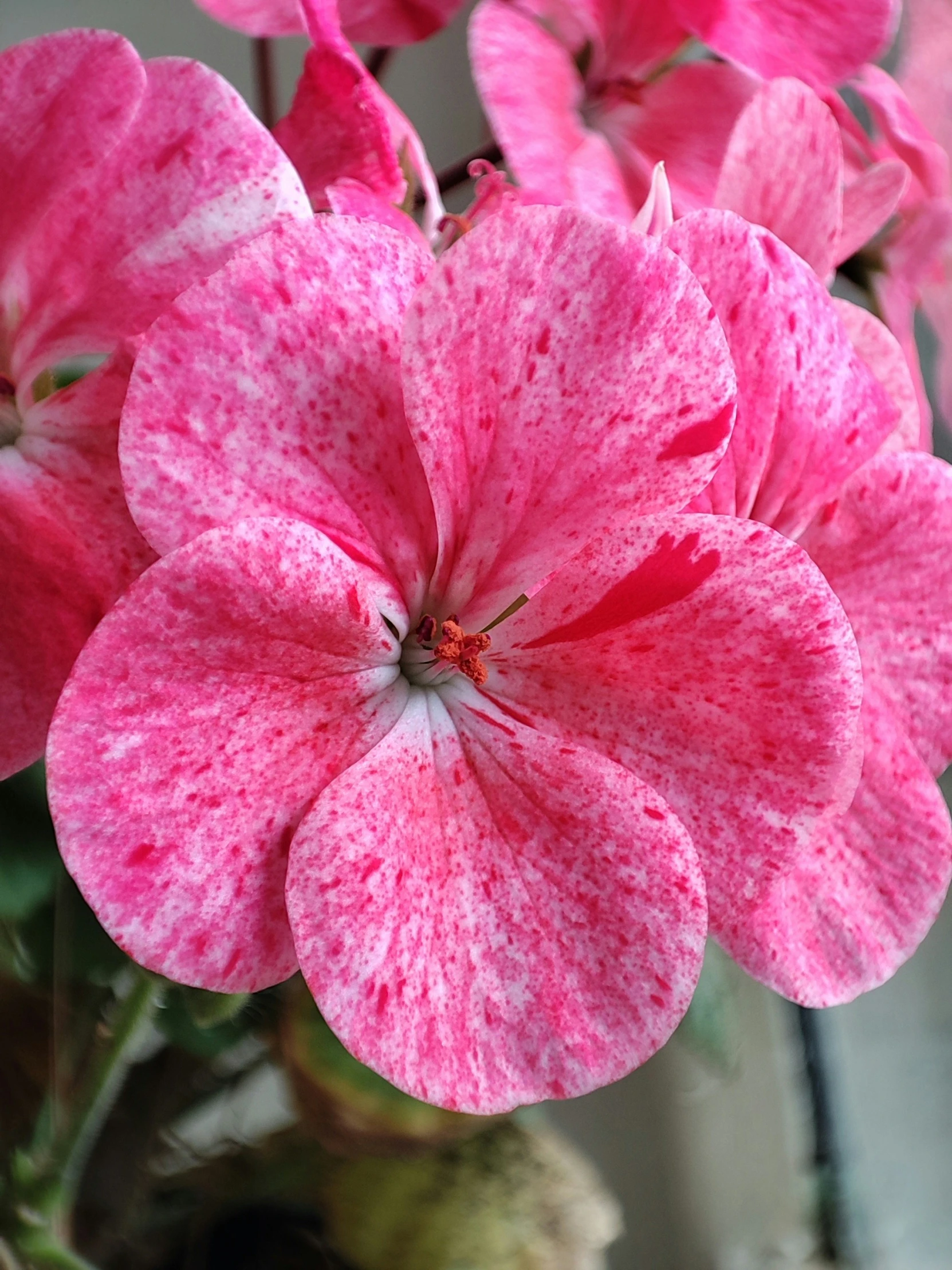 pink flower in bloom with white background