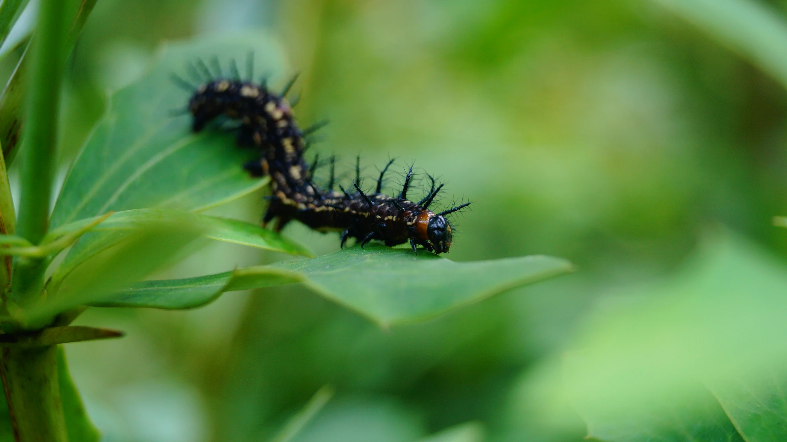 two small bugs hanging on the top of a plant