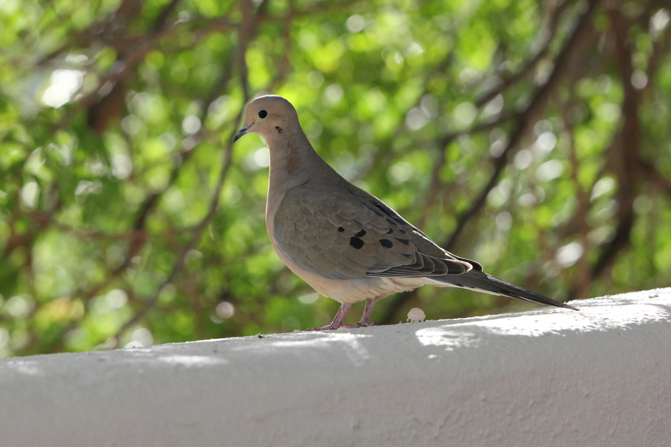 a gray bird standing on the side of a building