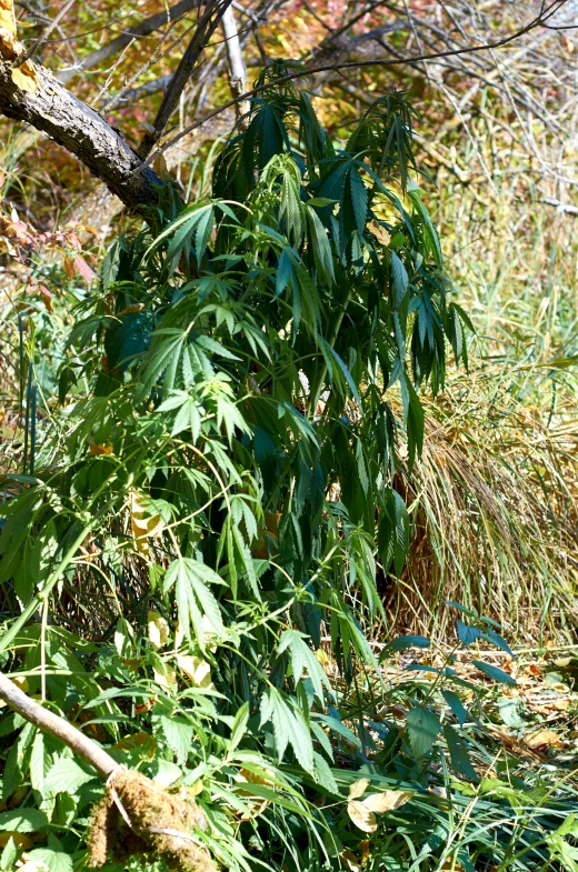 a close up of bushes with a yellow fire hydrant in the background