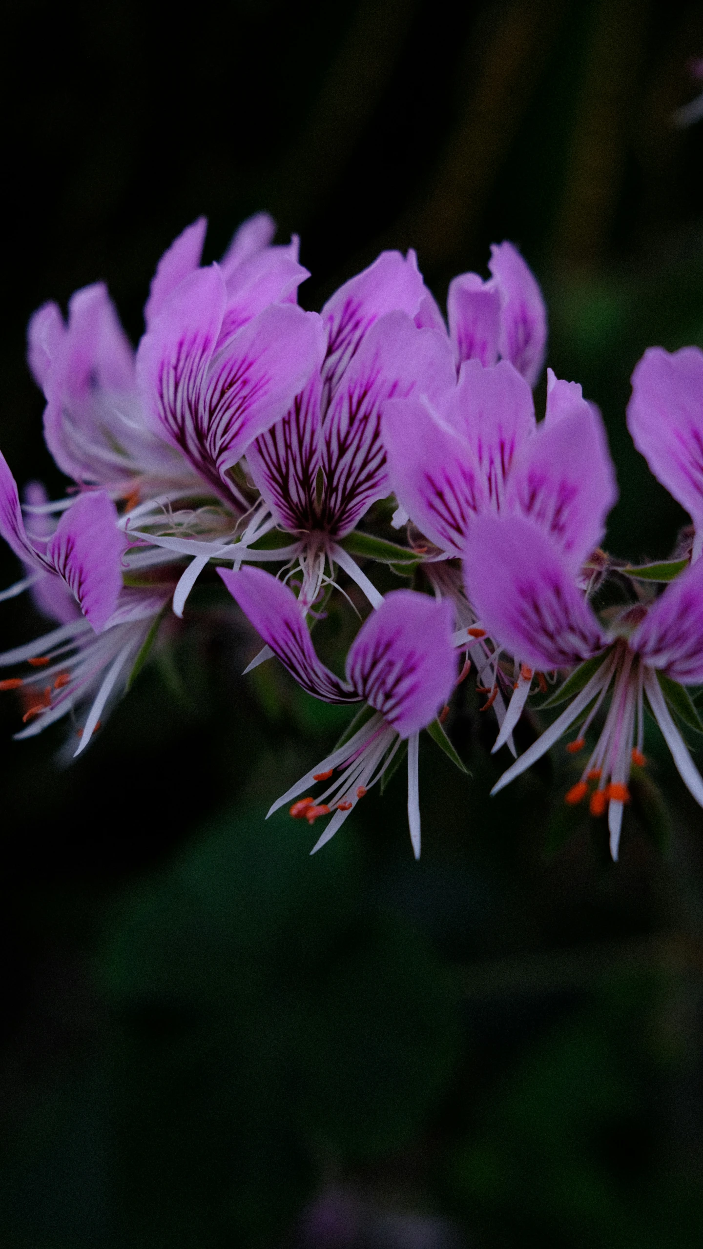 small purple flowers sitting next to each other