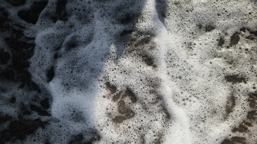 footprints prints on sand of animal prints and water