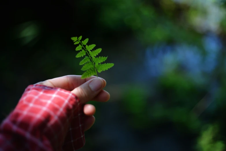 a small fern plant being held up