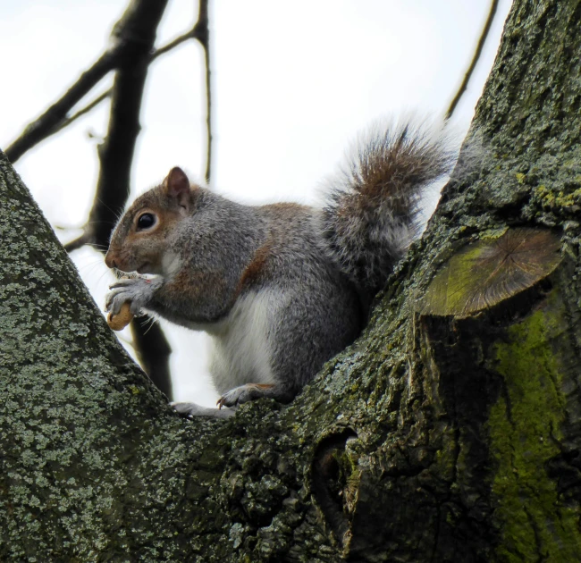 a squirrel in a tree holding food in its mouth