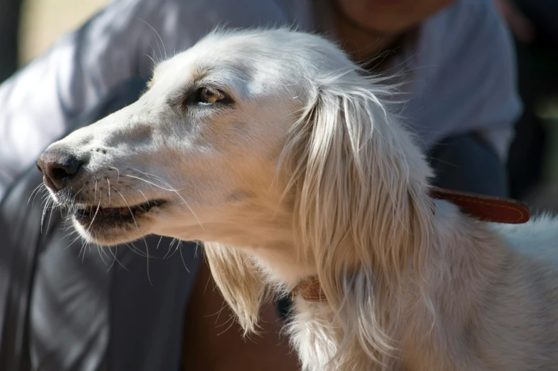 a close up of a dog in an enclosure