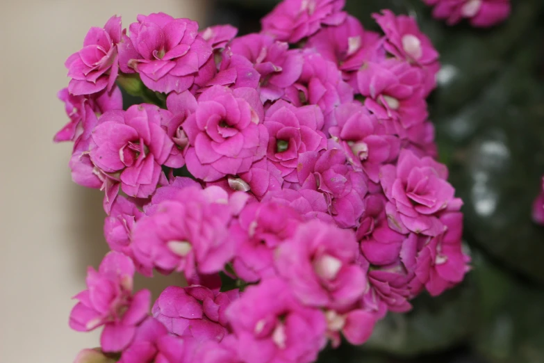 closeup of pink flowers on a plant