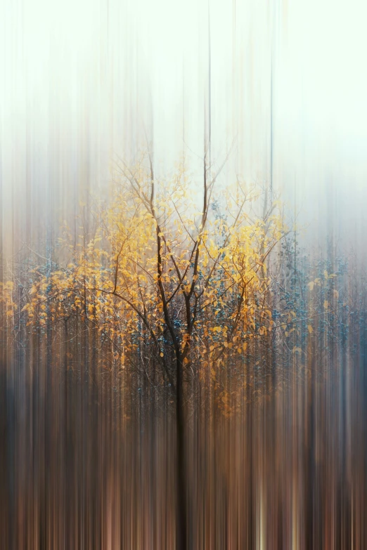 a very tall tree in front of a blurry background