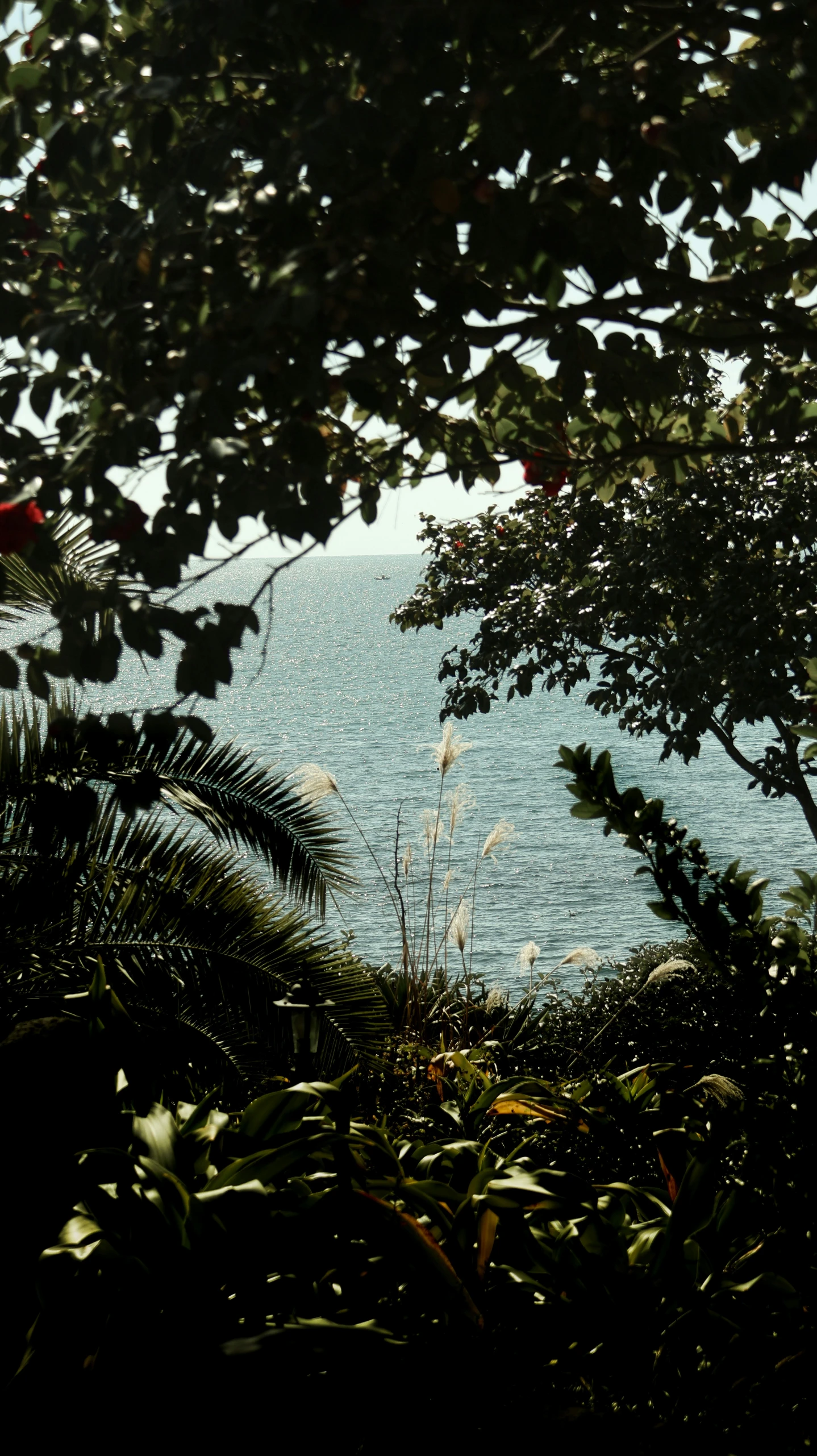 a bird sitting in the shade of some trees near the ocean