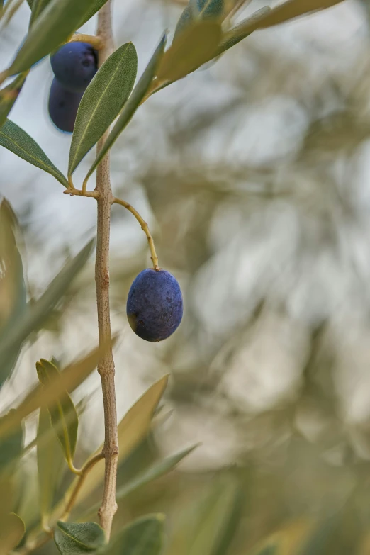 two purple berries hang from an olive tree nch