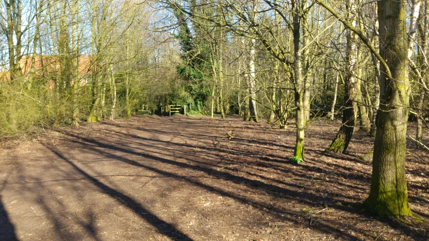 a dirt road in the woods with lots of trees