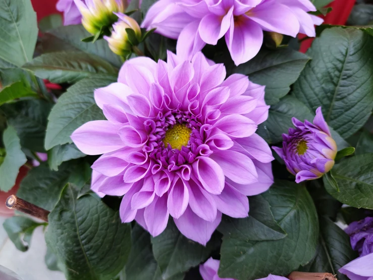 a purple flower with large green leaves in its center