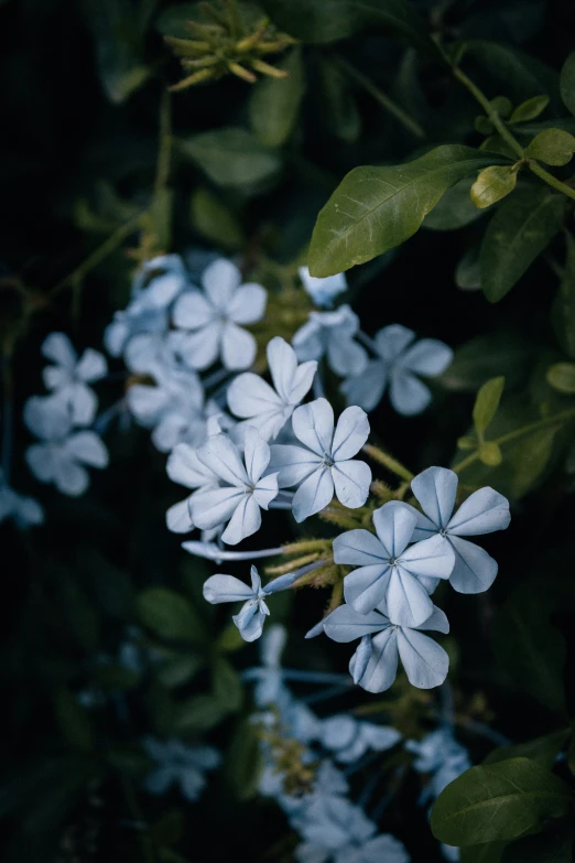 the blue flowers are in bloom near green leaves