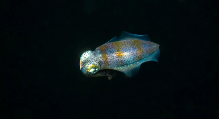 this is a jelly fish in the deep ocean