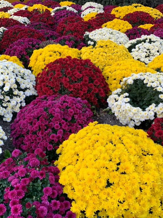 various colors and sizes of flowers in a flower bed