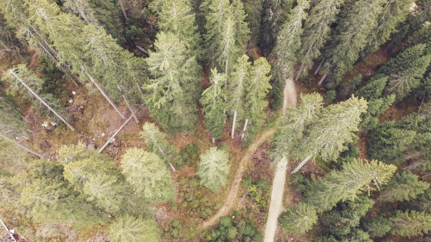 an overhead view of the top of a forest with a few trees