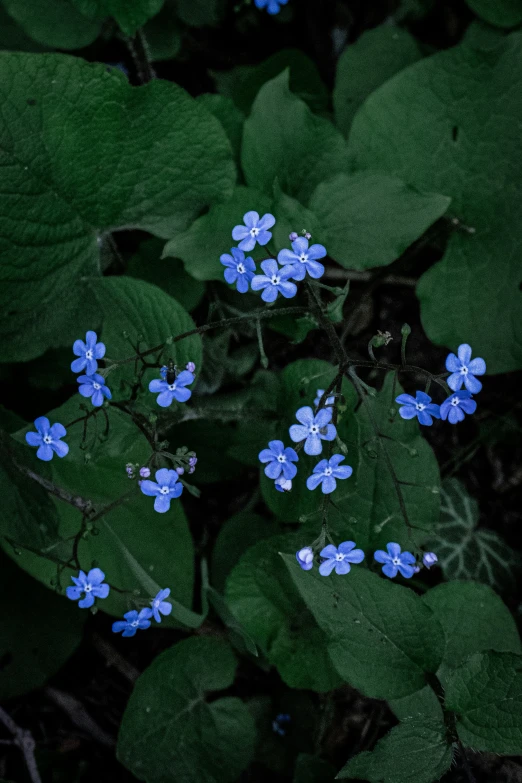 a group of small blue flowers on top of some leaves