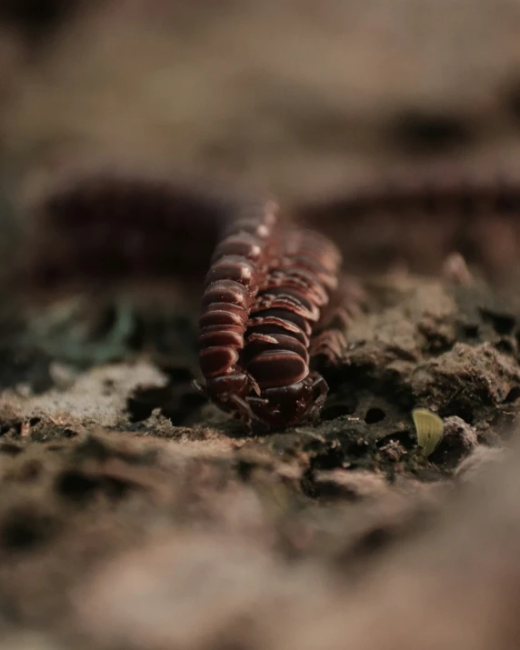 an insect crawling in the dirt with dirt around