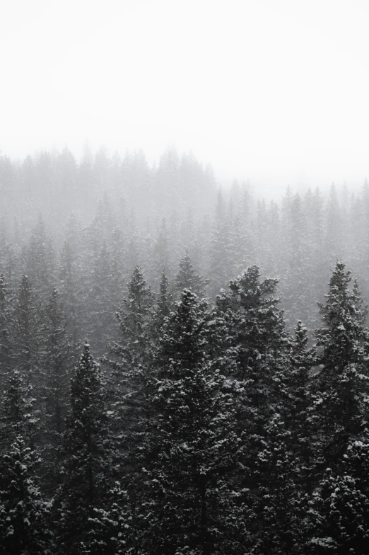 many firs covered in fog, with trees on the far side