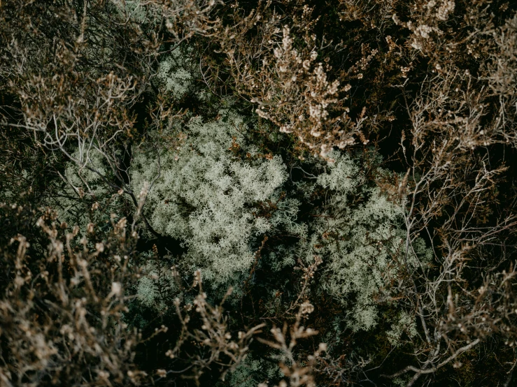 some trees with some very little plants on the ground