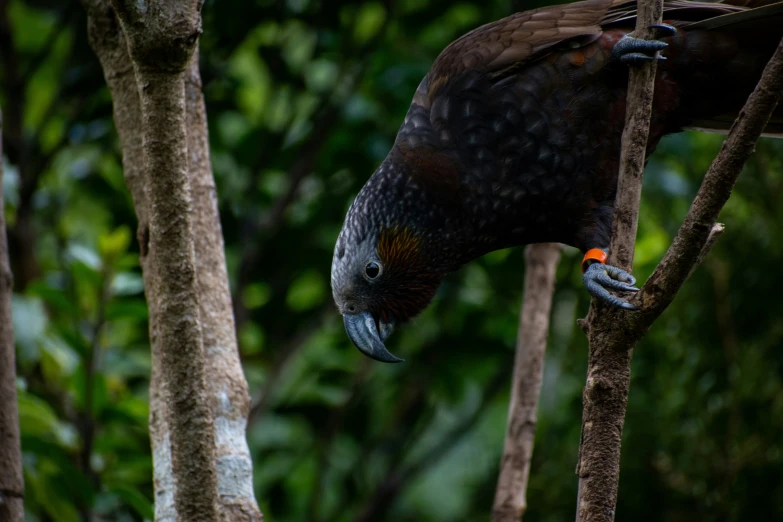 a big brown bird perched on some trees