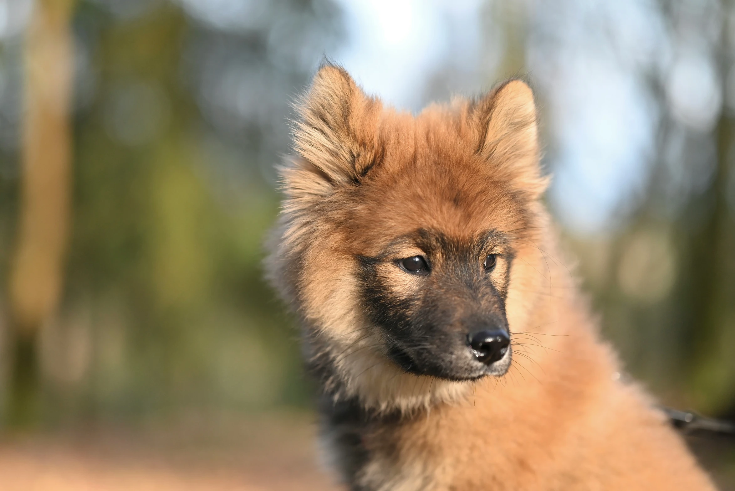 a dog that is sitting down outside with a face