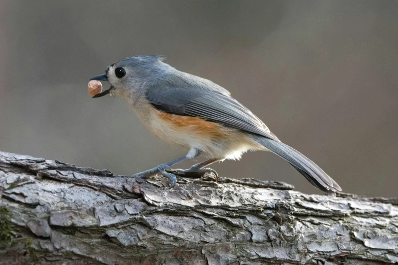 a small bird sitting on top of a nch