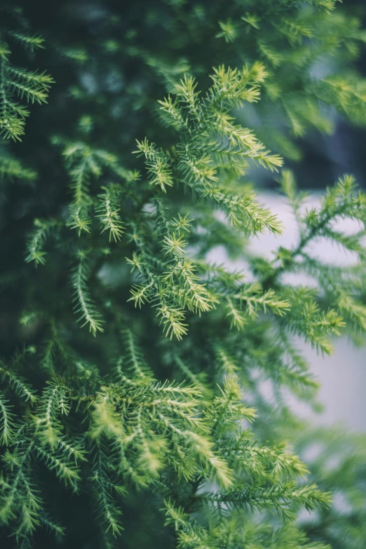 closeup image of a green nch with tiny leaves