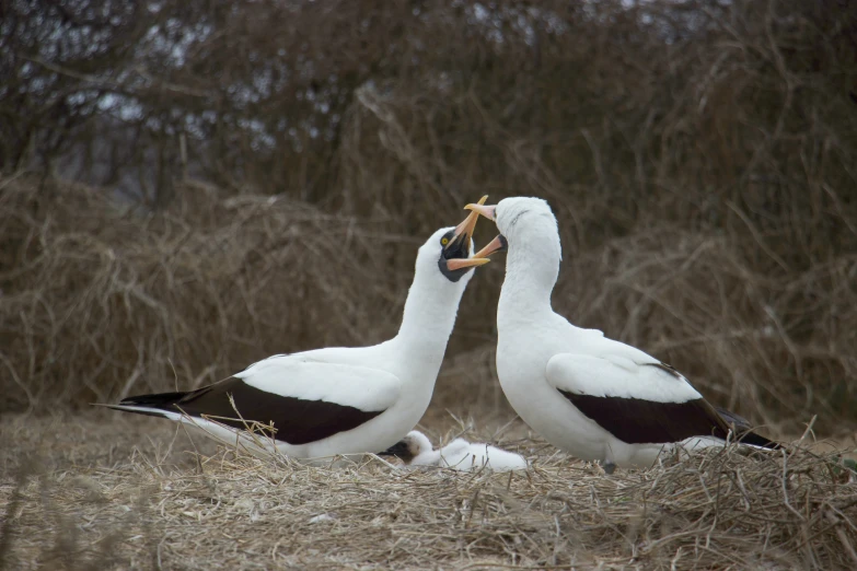 two birds are together in an area that is covered in dry grass