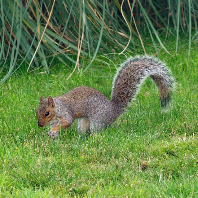 an image of a squirrel that is walking around the grass