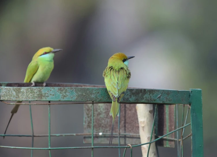 two green birds sitting on top of a metal bird feeder