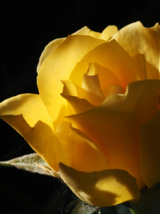 the top half of a yellow flower in the darkness