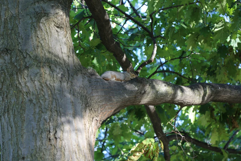 a cat is sitting on the tree limb