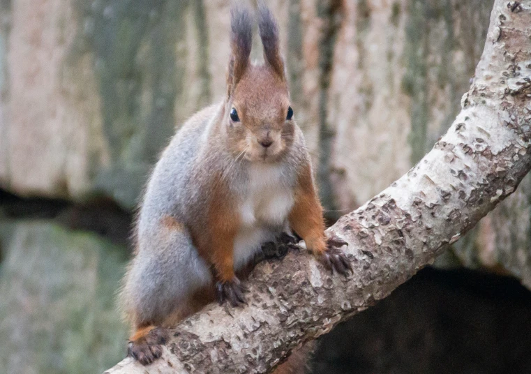 a squirrel sits in a tree near some bark