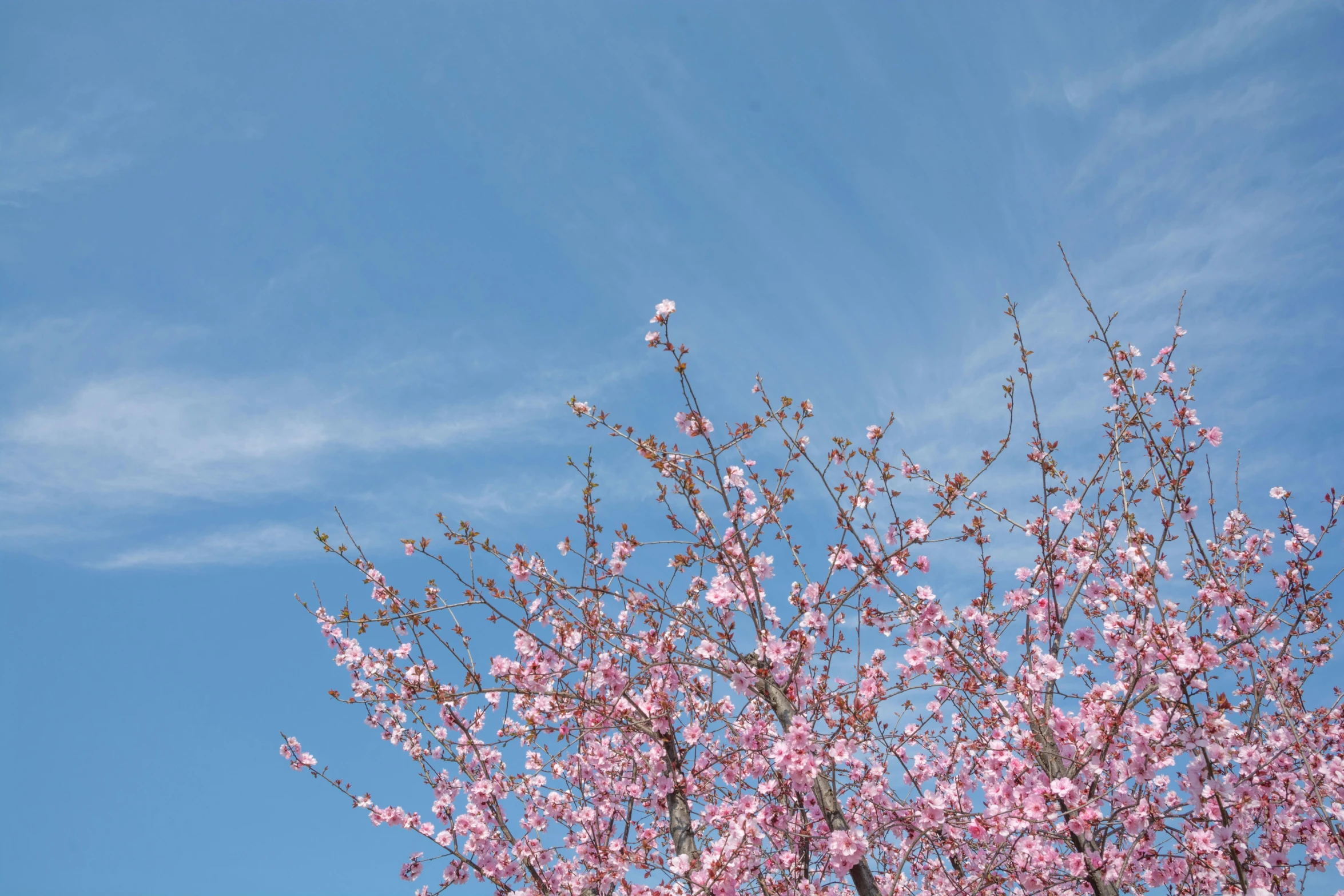 the nch of a tree that is in the wind