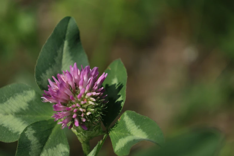 a single purple flower growing from the green leaves